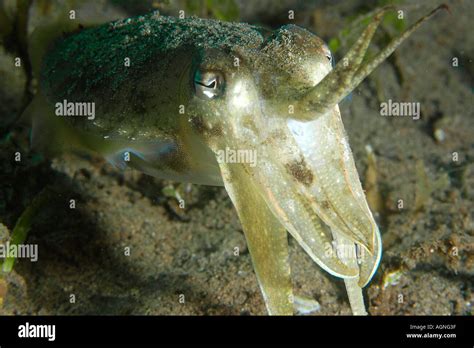 Needle Cuttlefish Sepia Aculeata In Sandy Bottom Dumaguete Negros