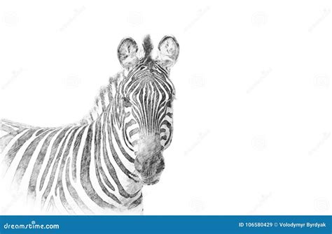 Zebra Sketch With Pencil Stock Illustration Illustration Of Print