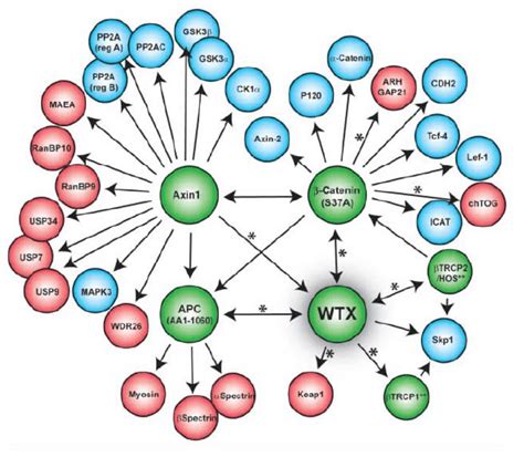 The β Catenin Protein Interaction Network Green Circles Represent Download Scientific Diagram