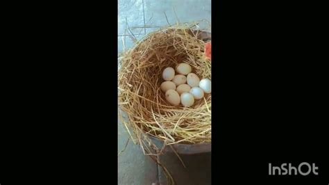 🦆🥚🐣🐥🐤வாத்து முட்டையை 🐔🐓கோழில அடை வச்சாச்சி Duck 🦆eggs🥚🐣 Hatched The 🐔