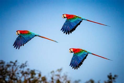 Der Rio Sarapiquí Costa Rica