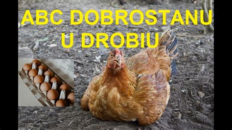 Odcinek Abc Dobrostanu Dla Kur Jak Zachowa Maksymaln Ochron I