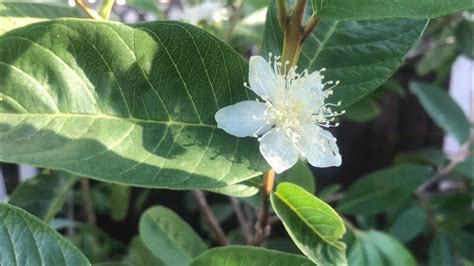 Tropical Guava Psidium Guajava Those First Flower Buds Have Opened