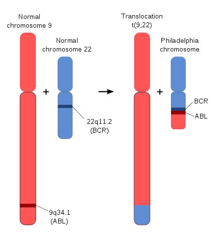 BCR Gene Wikipedia