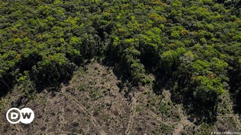 A iniciativa que pretende replantar 500 mil km² da Amazônia DW 30