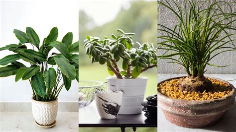 Best pet-safe indoor plants: 10 house plants to keep | Homes & Gardens