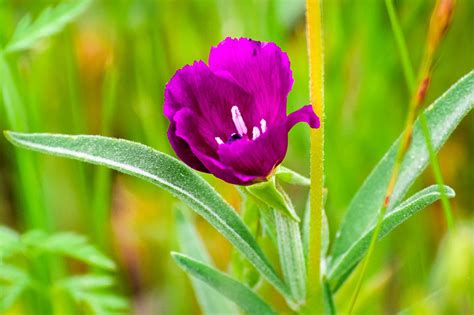 Clarkia purpurea (Winecup Clarkia)