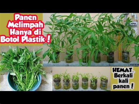 Panen Kangkung Dalam Botol Plastik Bekas Tanam Sekali Panen Berkali