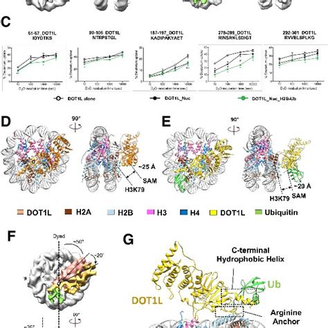 Cryo EM Structures Of DOT1L Nucs A Cryo EM Map Of DOT1L Bound To