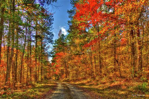 Color Me Autumn Chattahoochee Oconee National Forest Fall Leaf