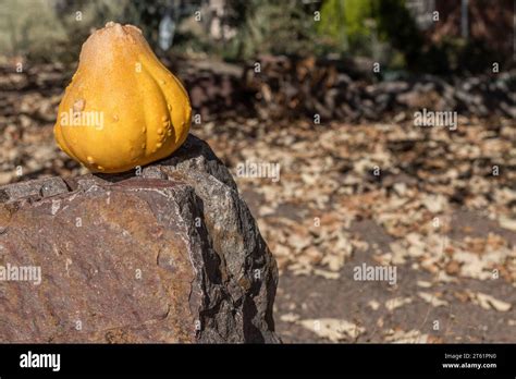 Driec Gourd Hi Res Stock Photography And Images Alamy