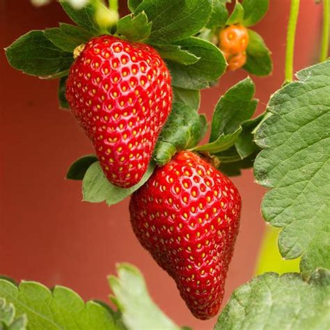 Strawberry Merlan Fragaria X Ananassa My Garden Life