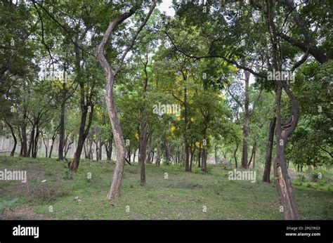 Sandalwood Forest At Marayoor Near Munnar Kerala India Stock Photo