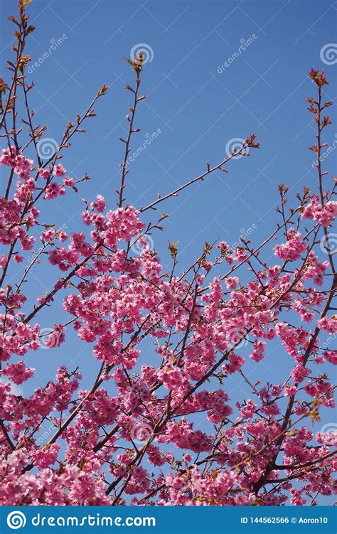 Las Flores De Cerezo Rosadas Florecen En Fondo Brillante Del Cielo Foto