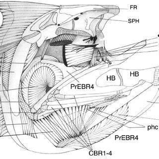 Chanos chanos . Ventral view of the branchial basket with the muscles ...