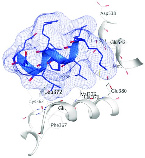 A Coactivator Peptide Lxxll Motif Of The Coactivator Steroid Receptor