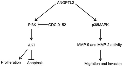 GDC 0152 Attenuates The Malignant Progression Of Osteosarcoma Promoted