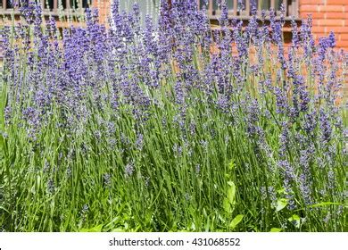 Munstead Lavender Plants Stock Photo 431068552 | Shutterstock