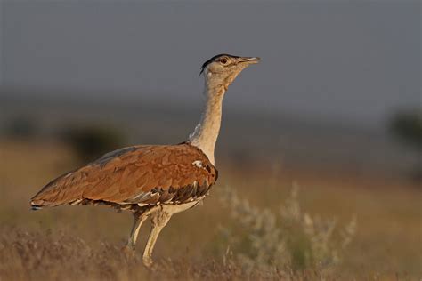 Great Indian bustard