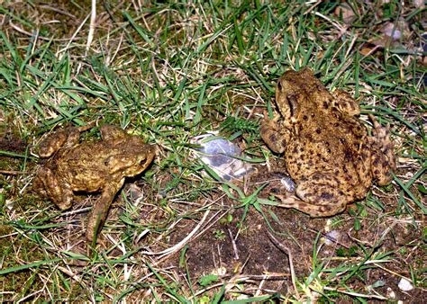 On Patrol With Toad Patrol Conservation In Action Royal Air Force