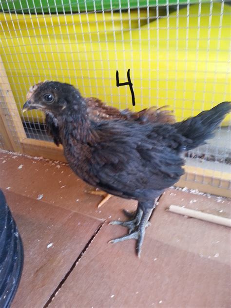 4 Week Old Ameraucana Hen Welsummer Rooster Chicks Backyard