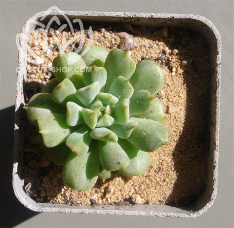 Echeveria Irish Mint Cactus Shop