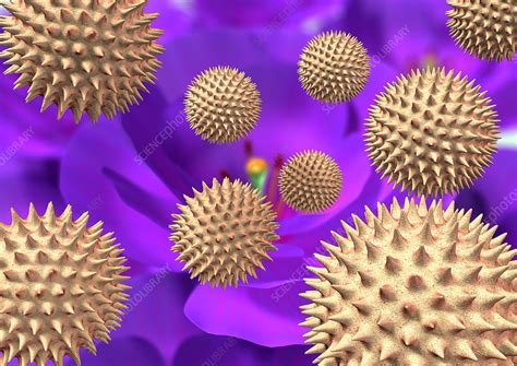 Flower pollen - Stock Image - B786/0837 - Science Photo Library