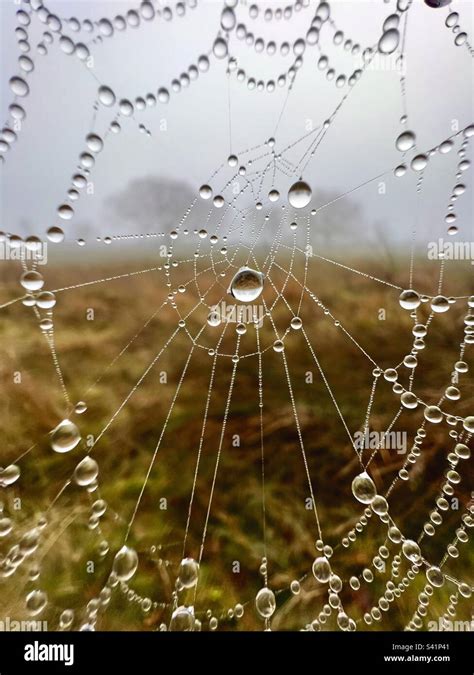 Droplets On A Spider Web Stock Photo Alamy