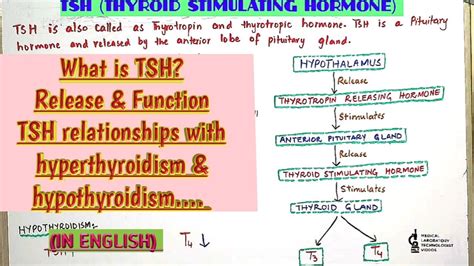 What Is Tshthyroid Stimulating Hormonerelease And Function Of Tshrelationship With Thyroid