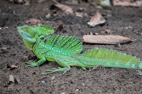 Plumed Basilisk L Astonishing Reptile Our Breathing Planet