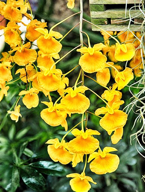 Orchid Dendrobium Lindleyi Photograph By C H Apperson