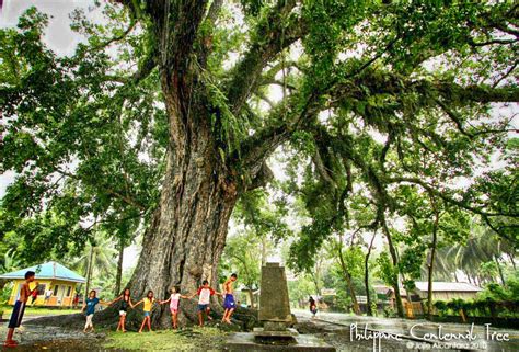 Philippine Native Tree Windbreaks That Can Protect Your Crops From