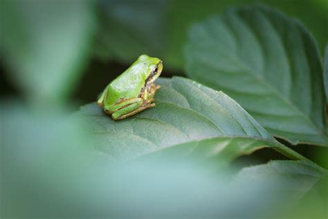 Japanese Tree Frog Tree Frogs Japanese Tree Frog