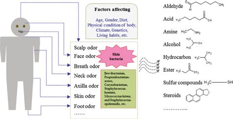 Schematic representation of human body odor details. | Download ...