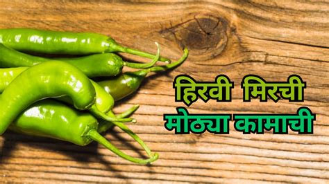 Green Chilli Benefits हिरवी मिरची लय फायद्याची जाणून घ्या खाण्याचे 7