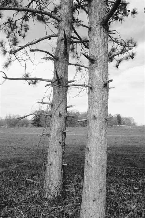 Kettle Moraine State Forest Lapham Peak Unit Fujifilm X