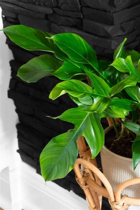 Philodendron Squamiferum Care Growing This Tropical Plant Inside