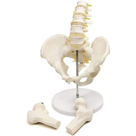 Buy Male Pelvis Model Flexible Anatomical Human Spine With Lumbar