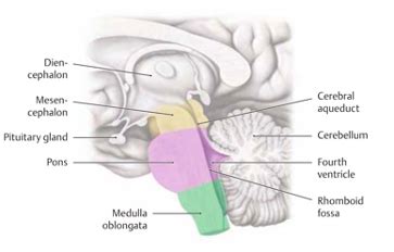 N Cranial Nerve Nuclei Flashcards Quizlet Hot Sex Picture