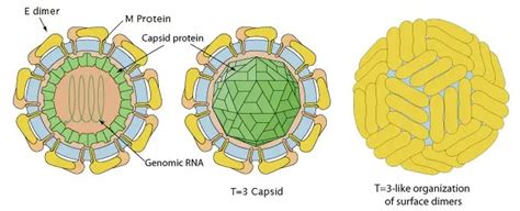 Zika Virus Structure Epidemiology Pathogenesis Symptoms