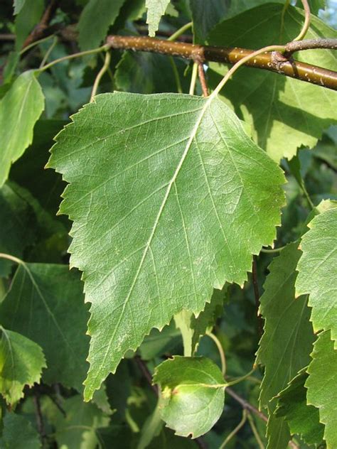 Brzoza Brodawkowata Betula Pendula Ang Silver Birch