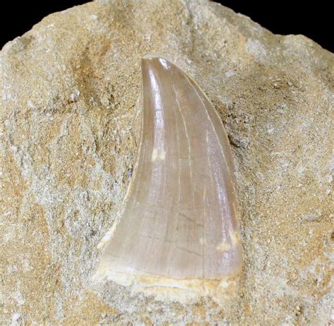 2 1 Mosasaur Prognathodon Tooth In Matrix 24356 For Sale