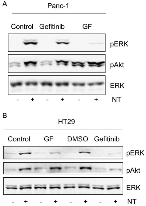 Role Of Pkc And Egf Receptor In Neurotensin Induced Signalling In Ht29