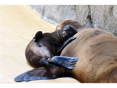 California Sea Lion Pups Born At Brookfield Zoo | La Grange, IL Patch