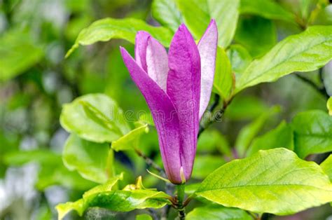 Purple magnolia stock photo. Image of nature, leaves - 150619716