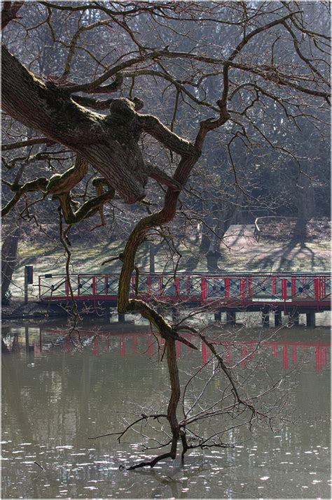 Naked Boughs By Capto Ephotozine