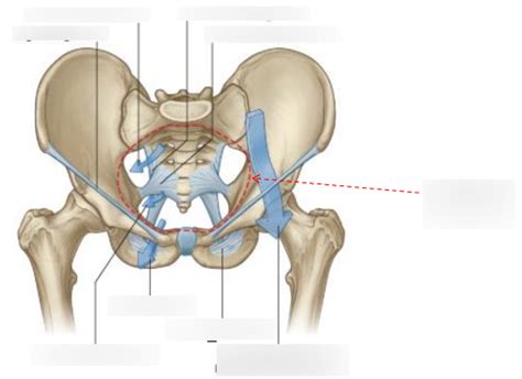 Osteology Of Hip Bone Diagram Quizlet