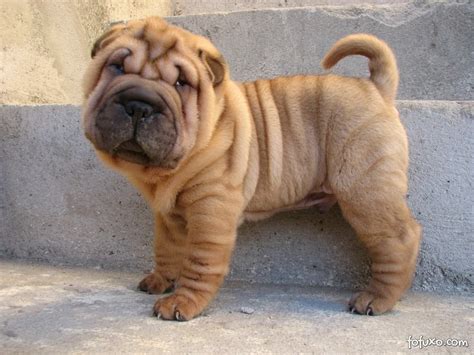 Shar Pei Raças De Cachorros