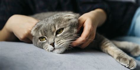 What To Do When Your Cat Wont Eat Petsguided