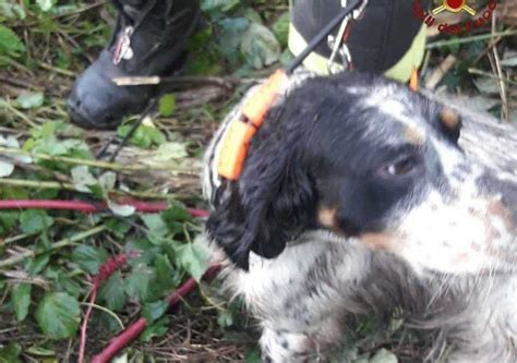 Due Cani Da Caccia Cadono Nel Pozzo Salvati Dai Vigili Del Fuoco A